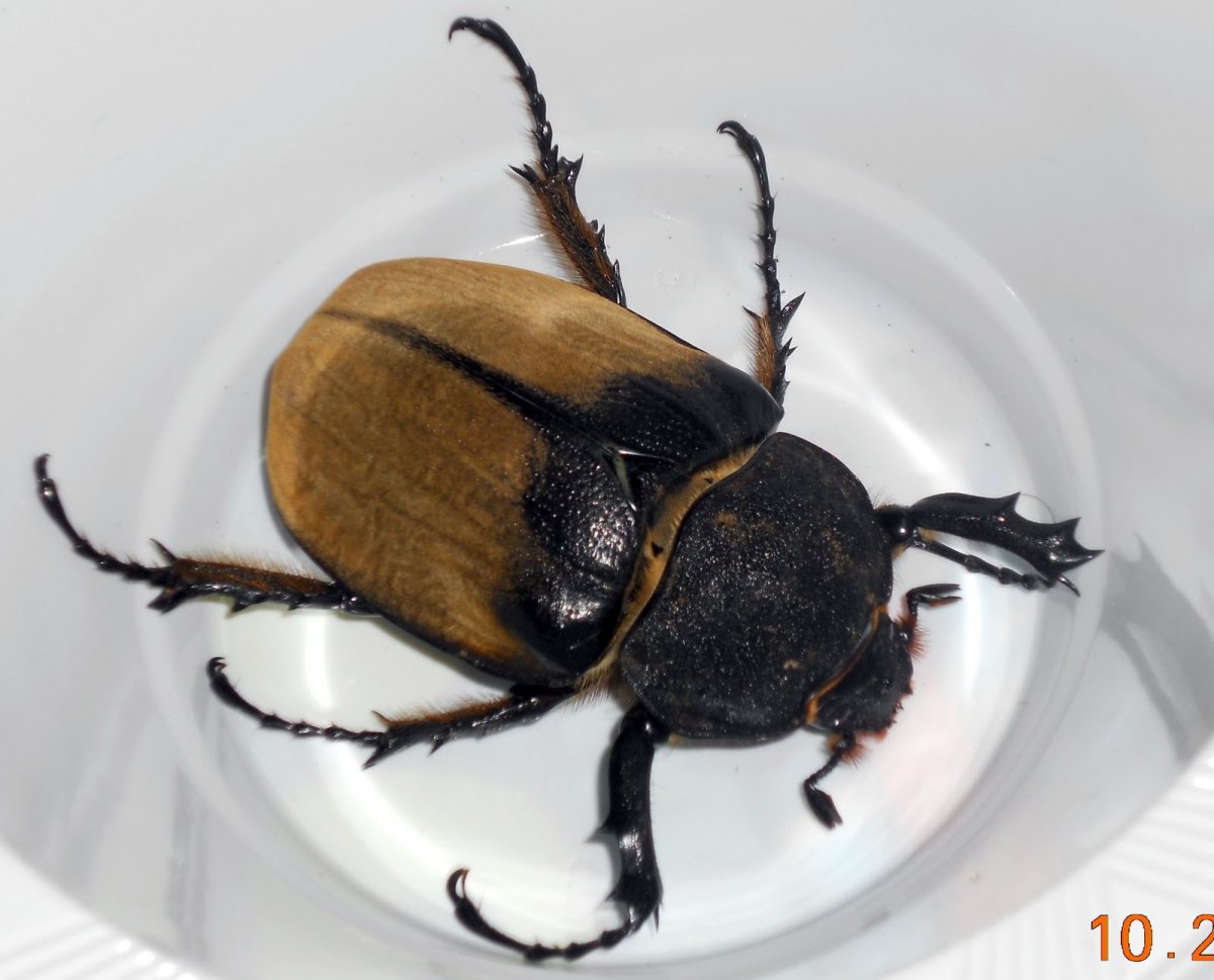 Жук Геркулес самка и самец