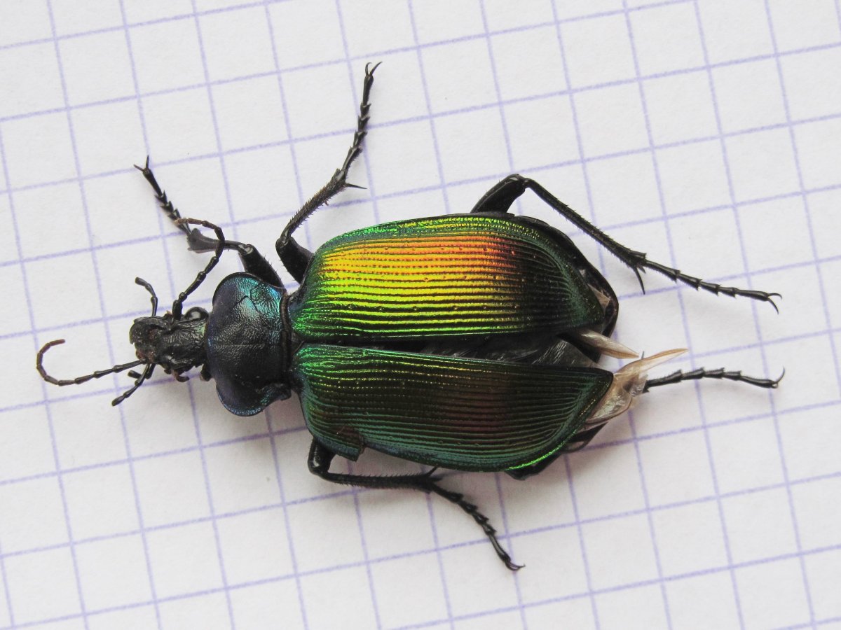 Жужелица красотел пахучий