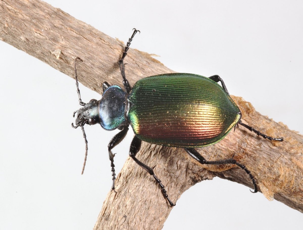 Жук красотел