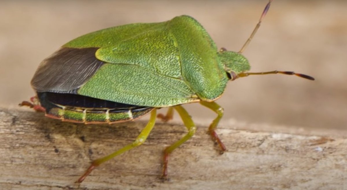 Клопы на подсолнечнике