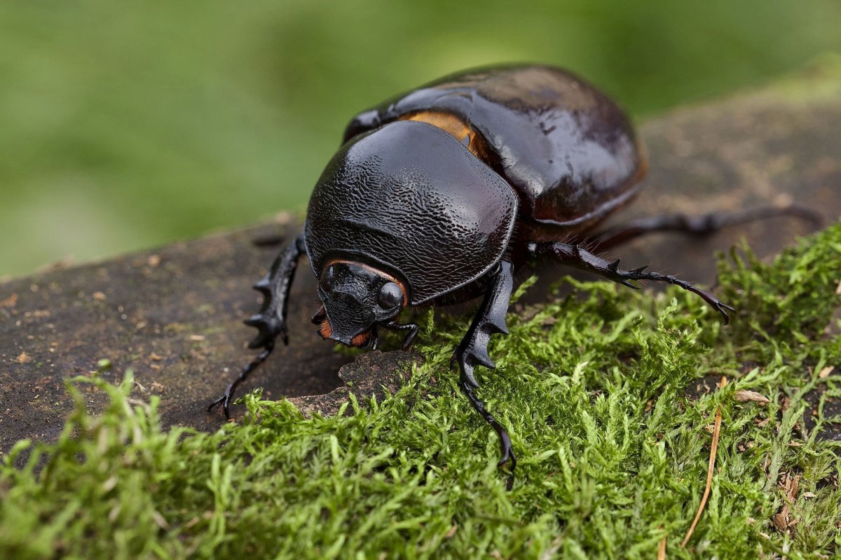 Жук носорог Макросъемка