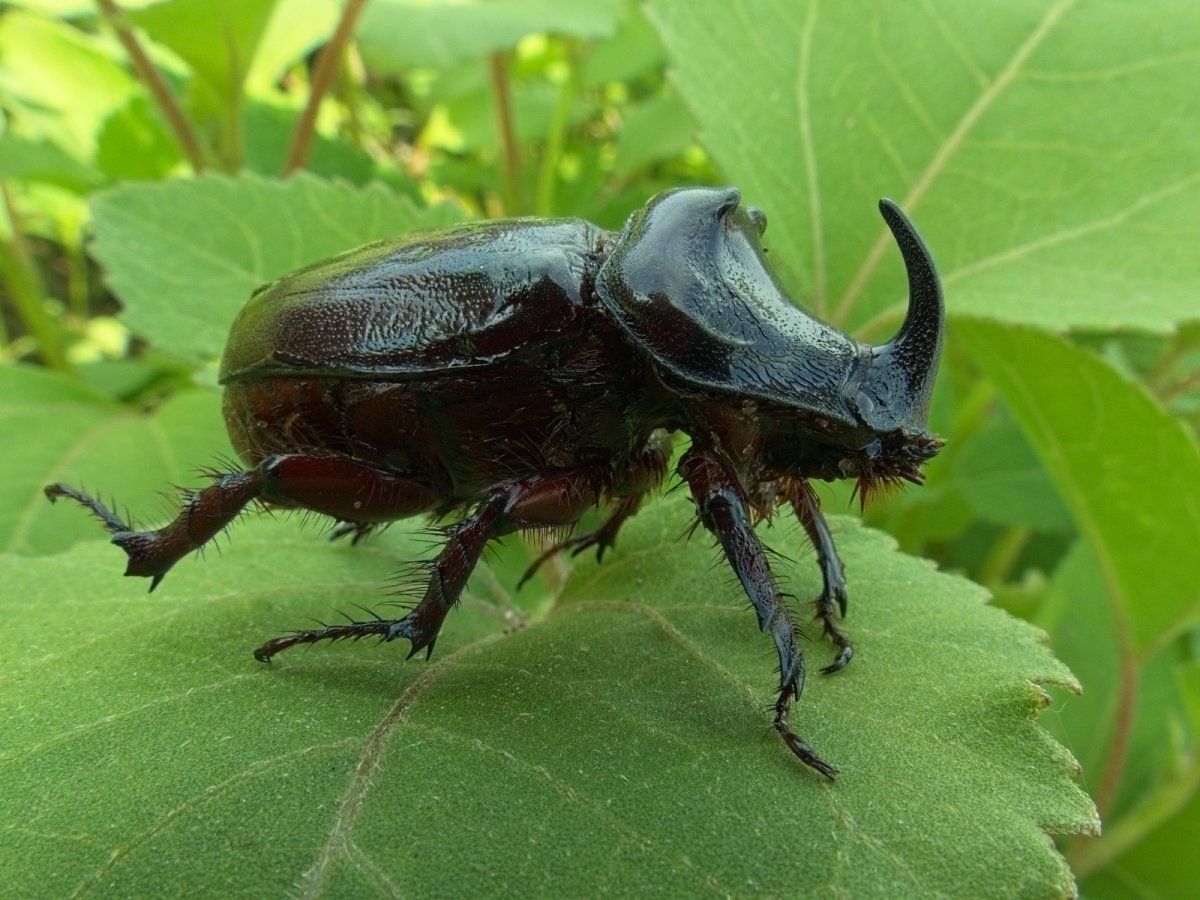 Жук носорог