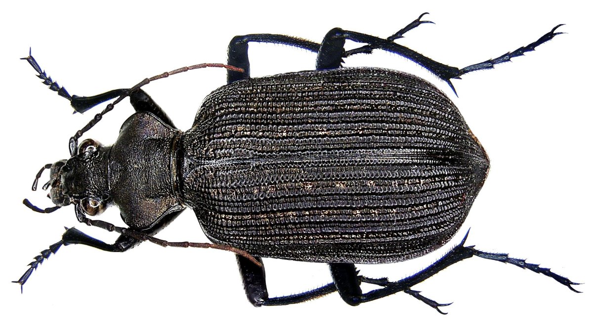 Calosoma (Calosoma) cyanescens