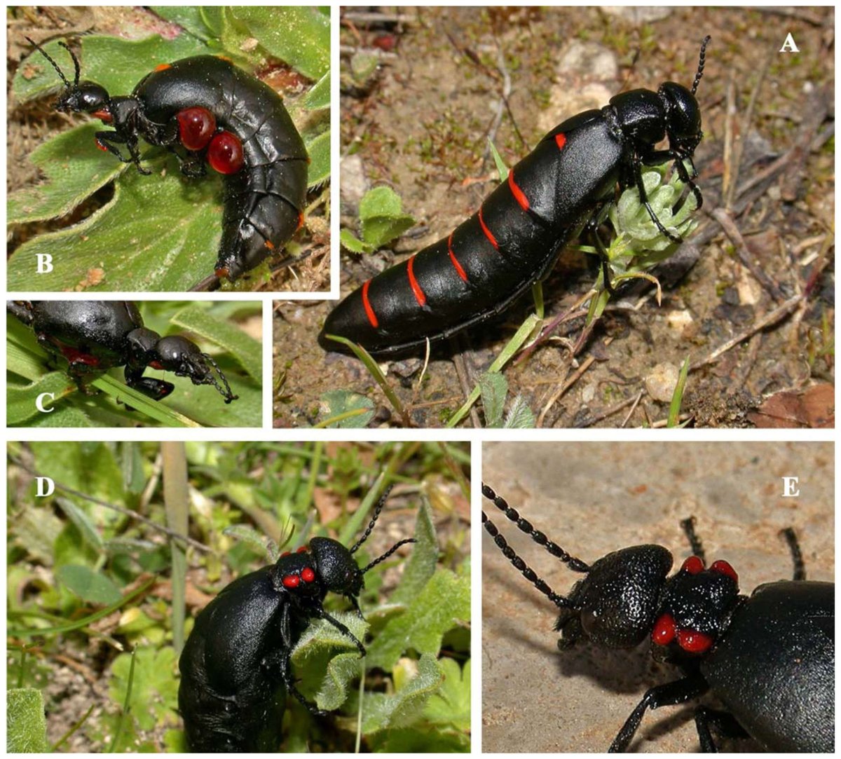 Жук нарывник ядовитый