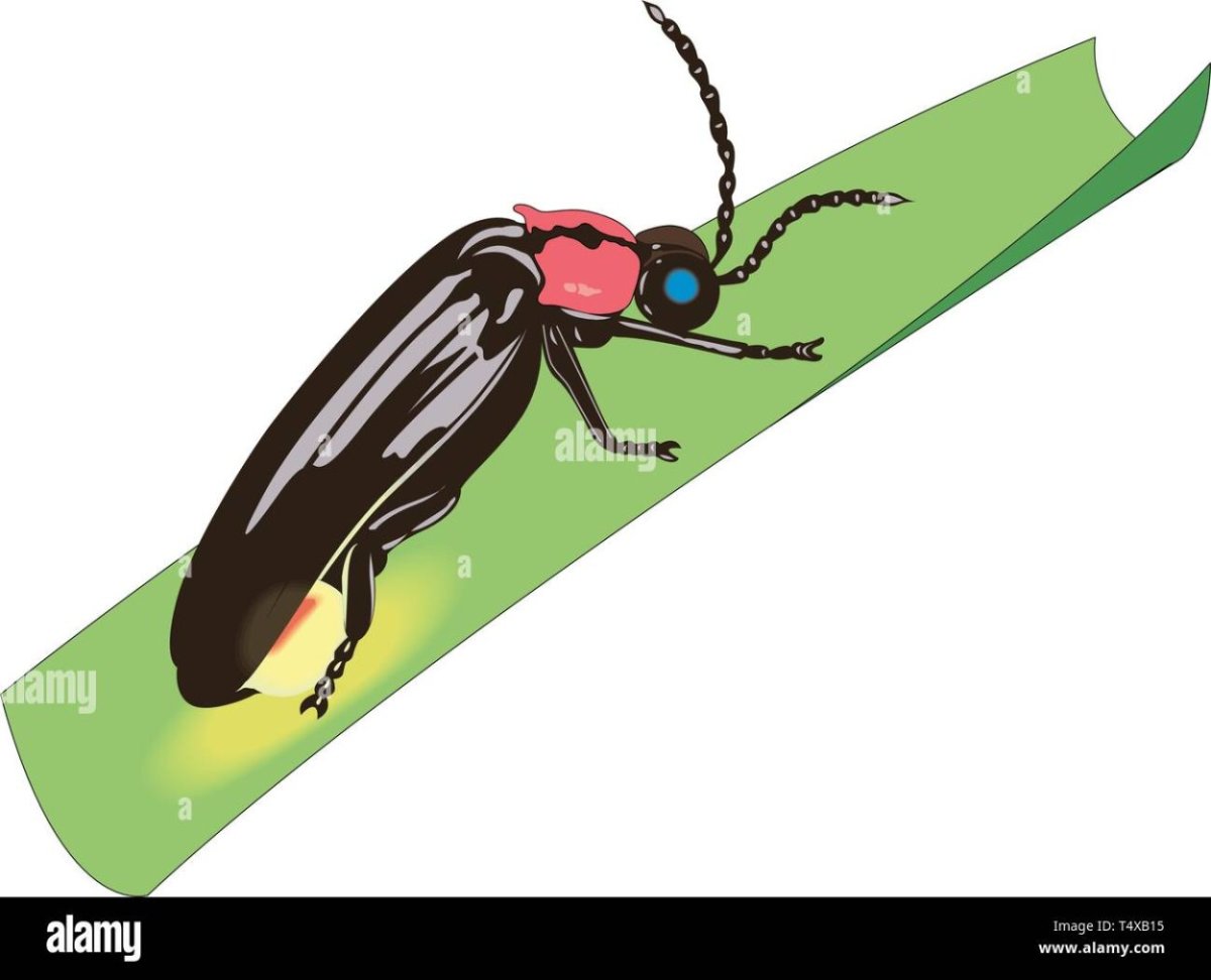 Светлячок Жук иллюстрации