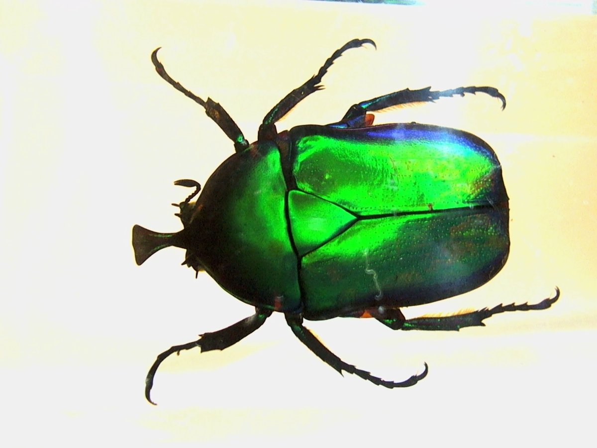 Жук изумрудник