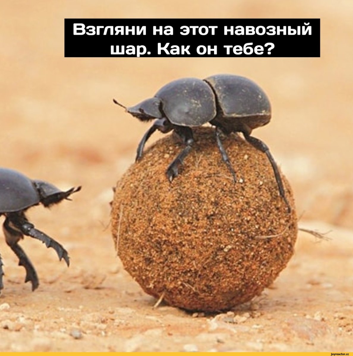 Жук навозник