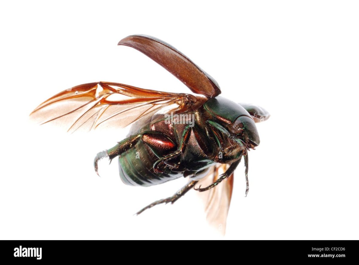 Скарабей летает