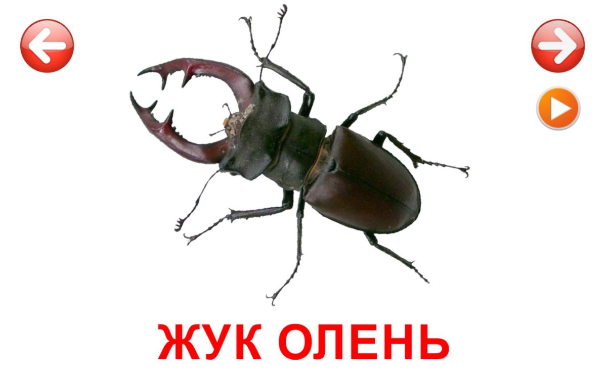 Карточки Домана насекомые