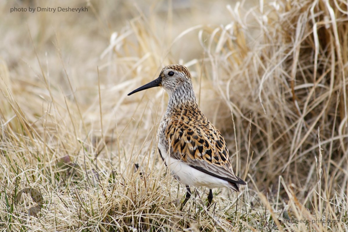 Длинноносые птицы в тундре