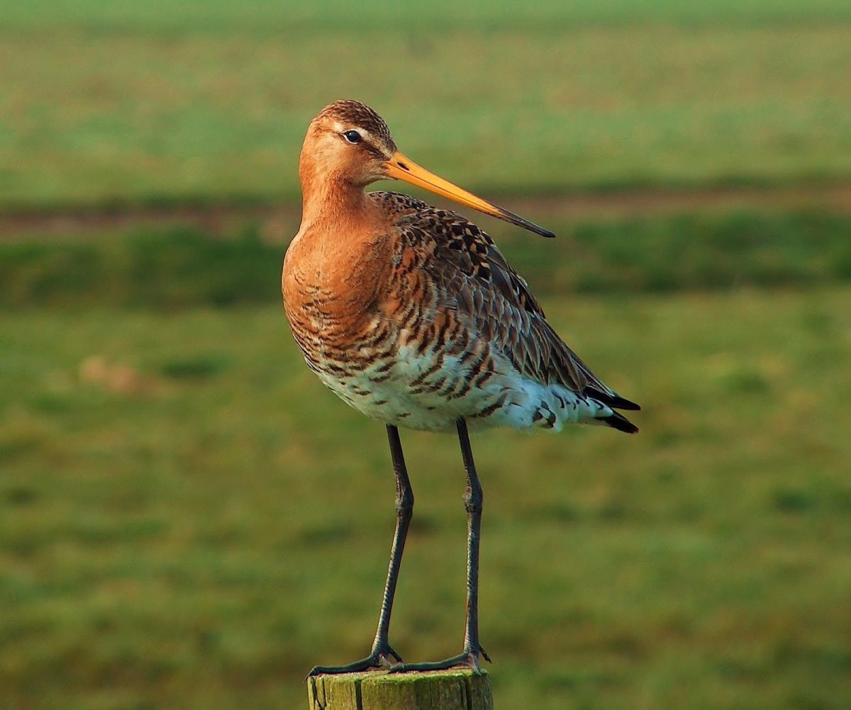 Бекас Кулик птица