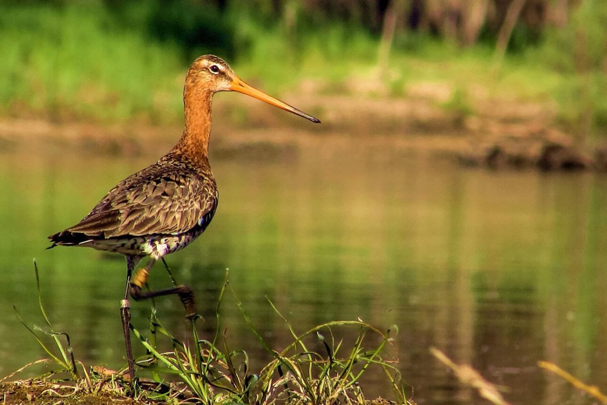 Кулик веретенник птица