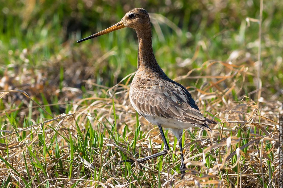 Болотная птичка Кулик