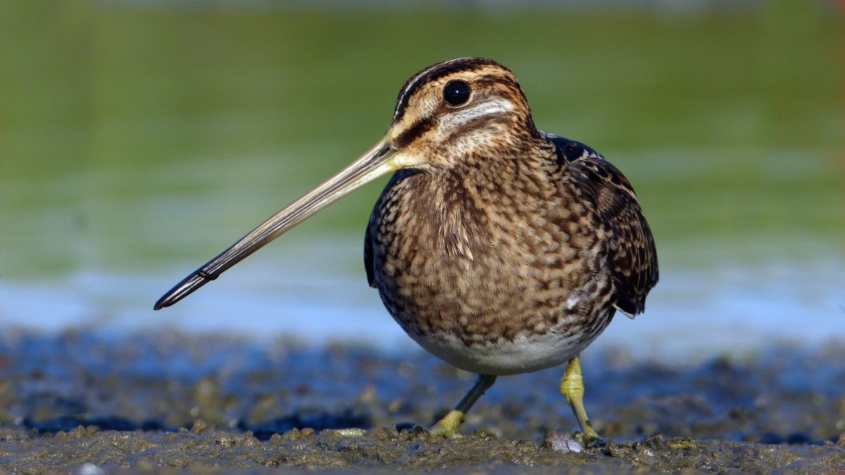 Бекас Долгонос птица