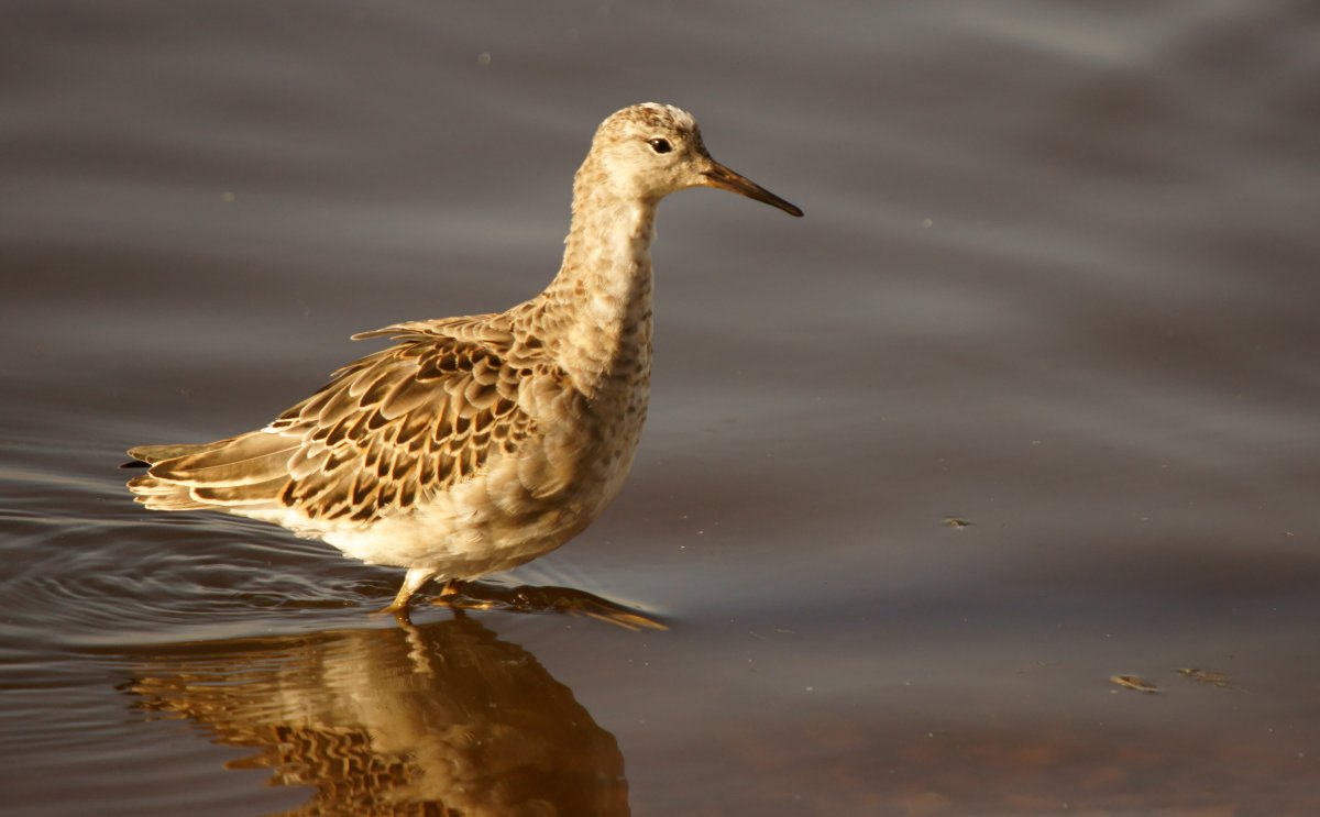 Болотная птица с длинным клювом 5 букв сканворд