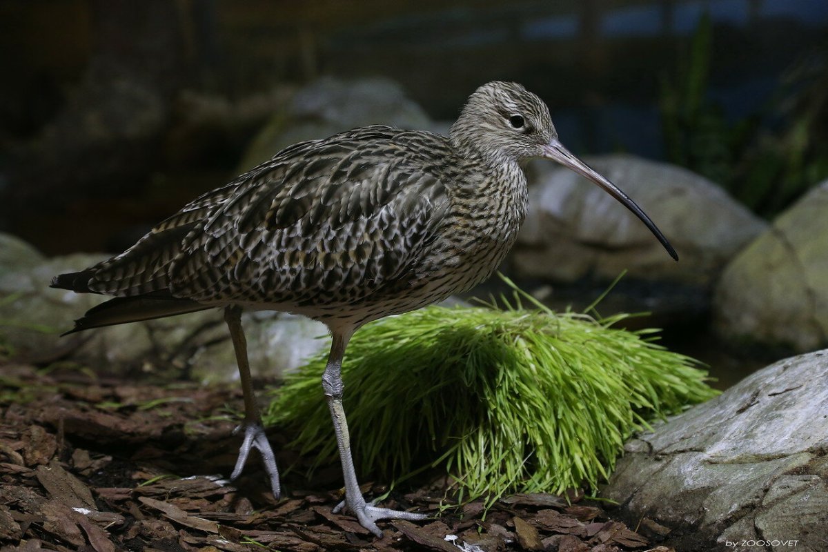 Тонкоклювый кроншнеп птица