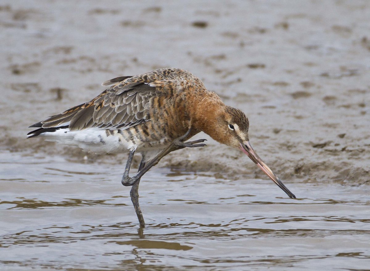 Пятнистый веретенник
