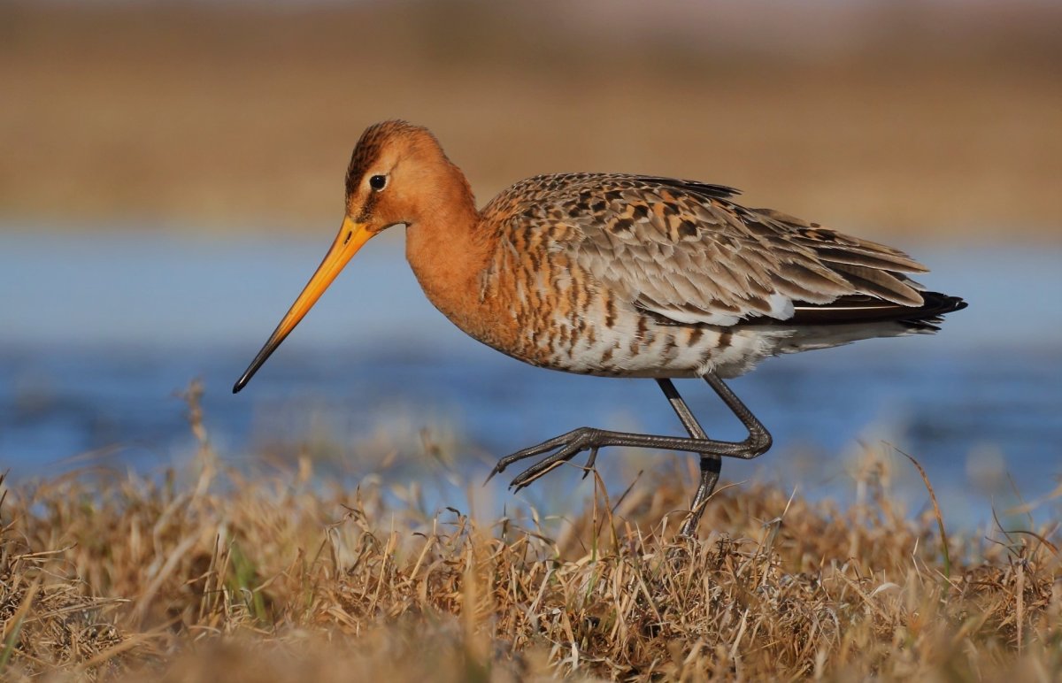Азиатский бекасовидный веретенник