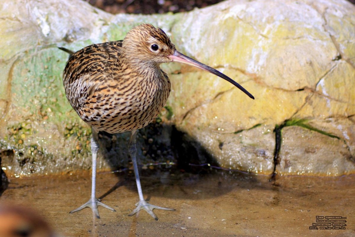 Кулик кроншнеп в Московском зоопарке