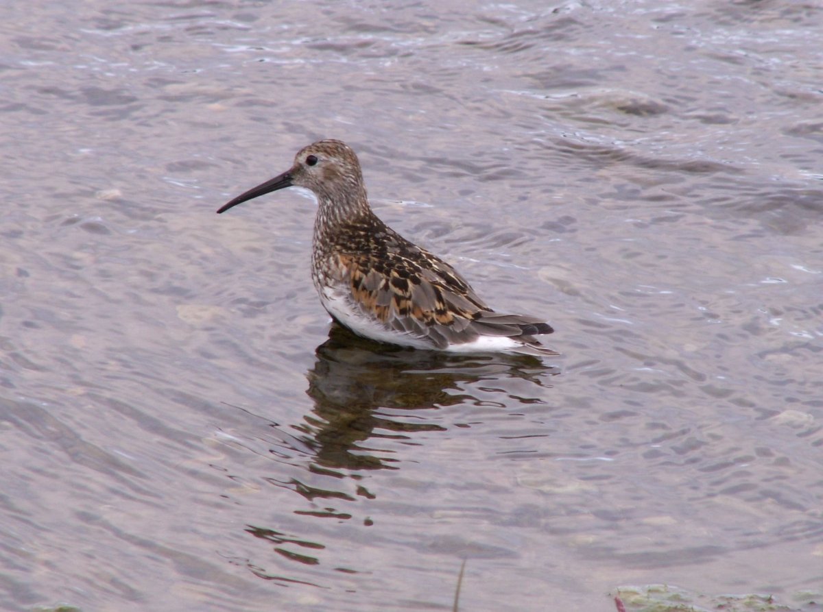 Носатая птица