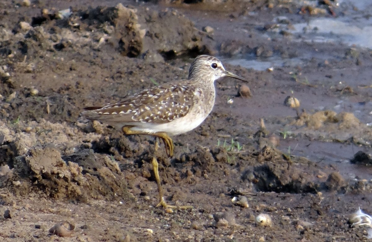 Бекас песочник птица