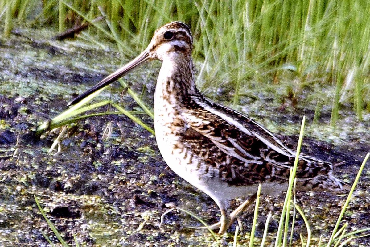 Вальдшнеп и Бекас птица