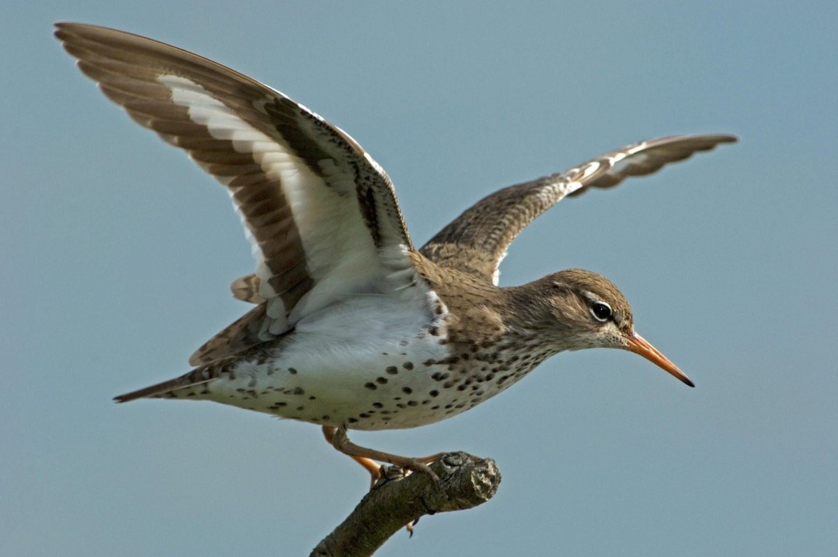 Кулик Перелетная птица