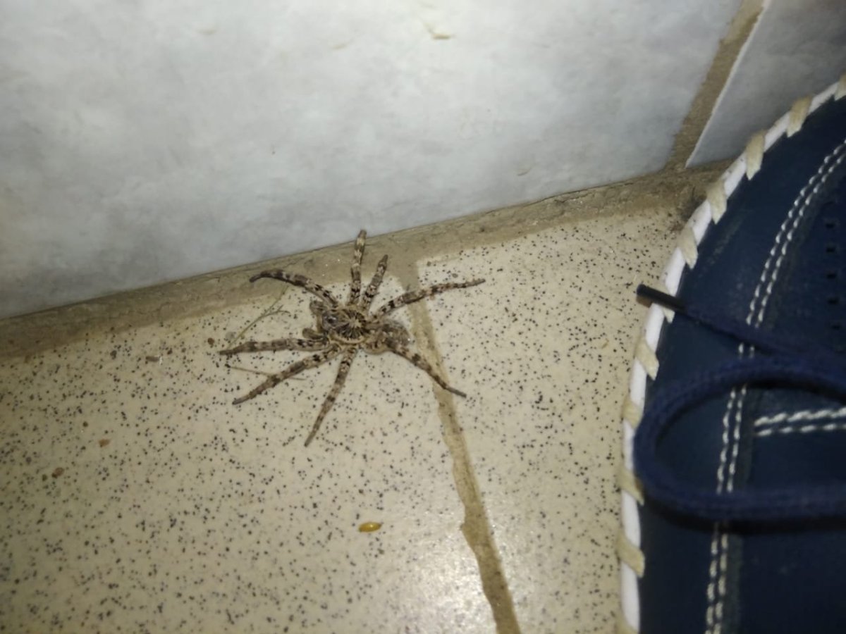 Ядовитые пауки в Башкирии