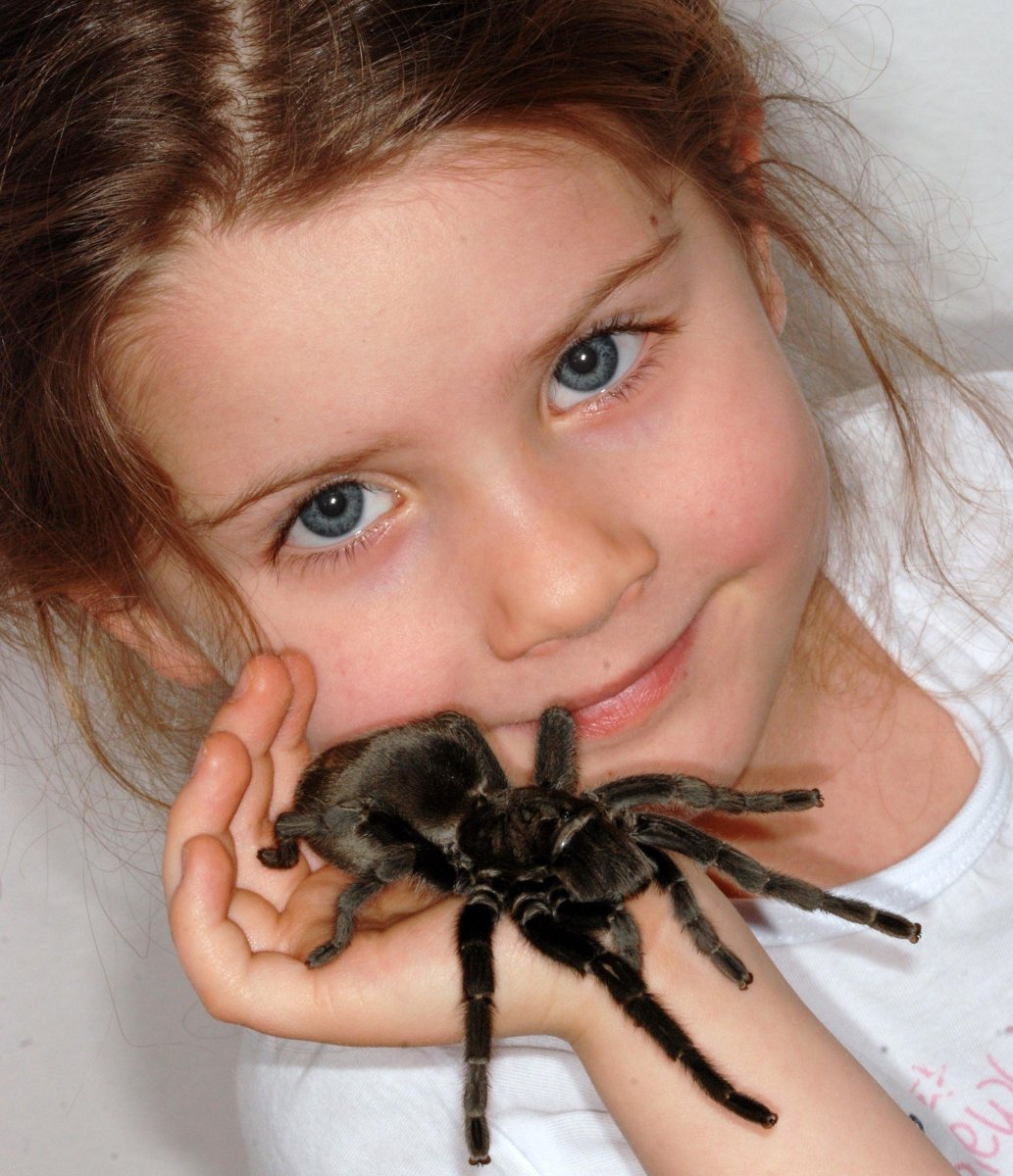 Паук Тарантул домашний