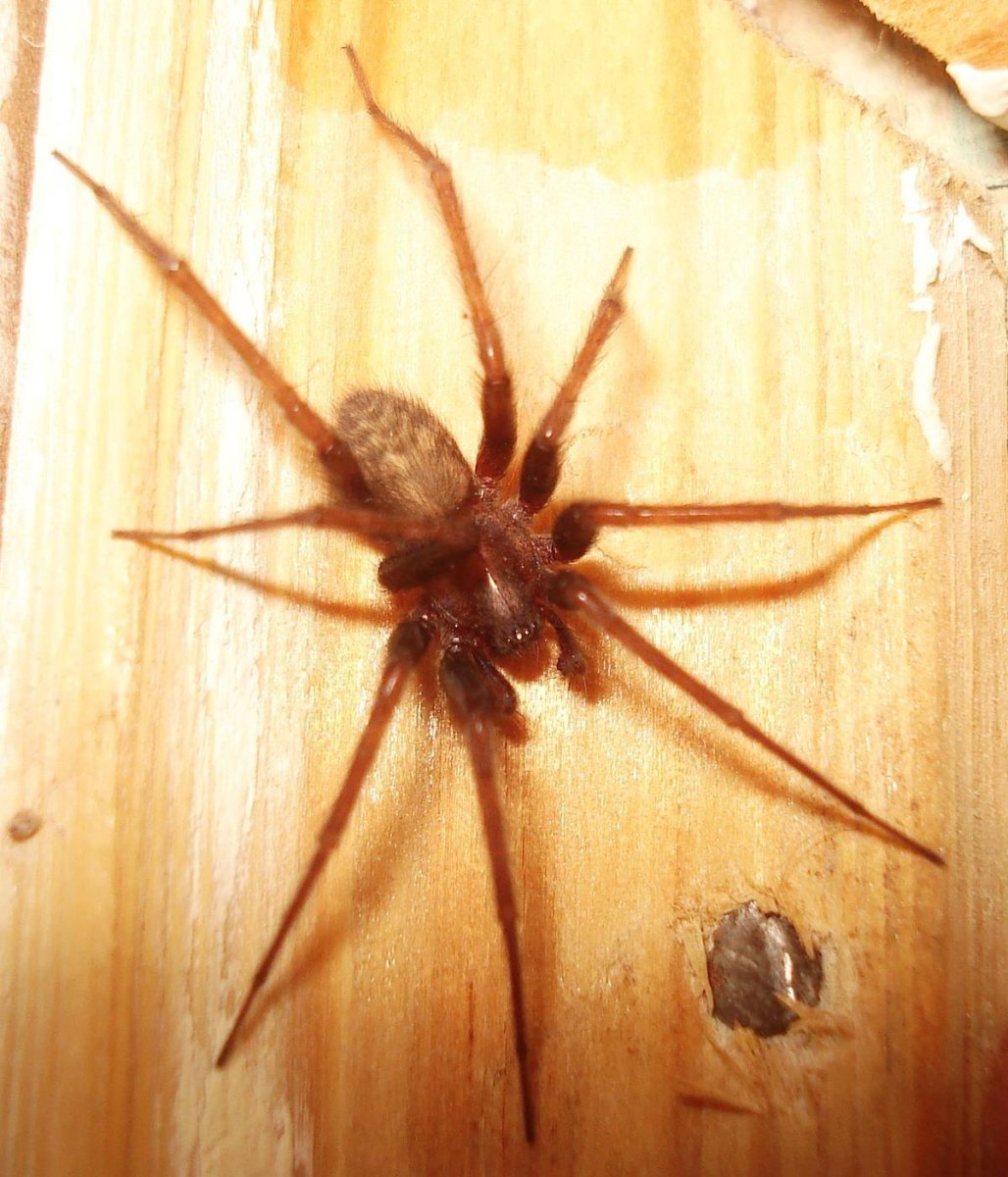 Tegenaria Agrestis Луговой паук