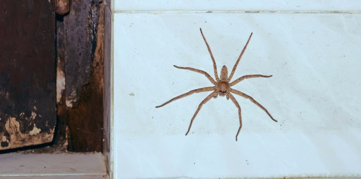 Большой паук на стене