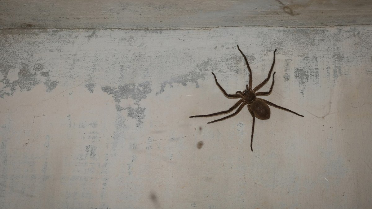 Черная паутина на потолке