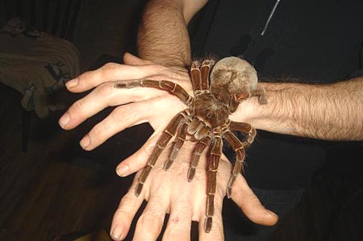 Птицеед Голиаф 1965