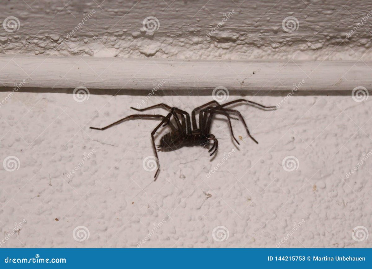 Огромный паук в углу