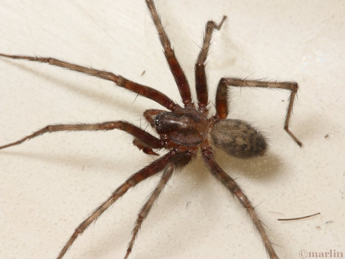 Домовой паук Tegenaria Agrestis