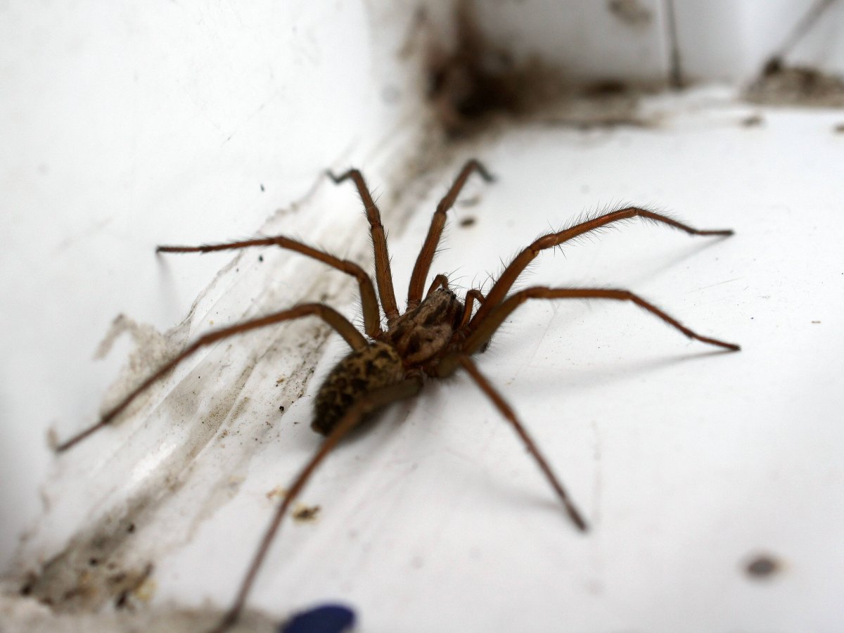 Мизгирь паук домашний черный