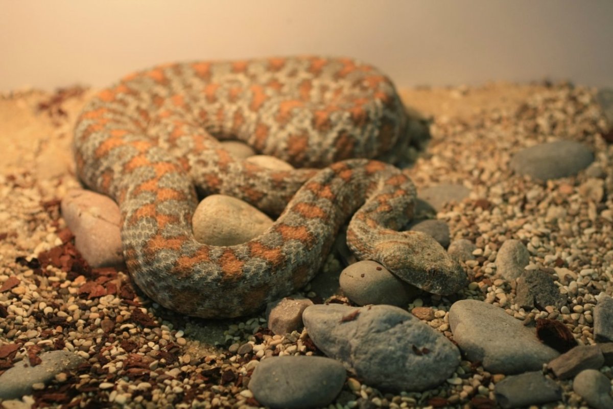 Среднеазиатская Гюрза