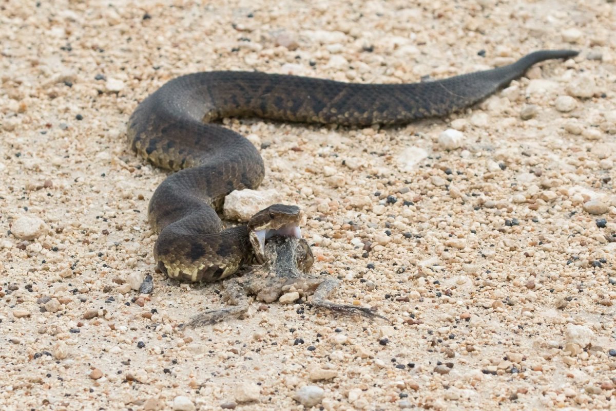Гюрза змея в Грузии