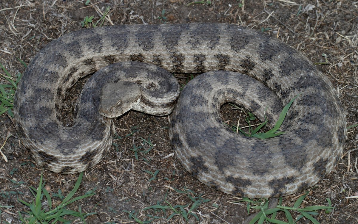Гюрза Vipera lebetina
