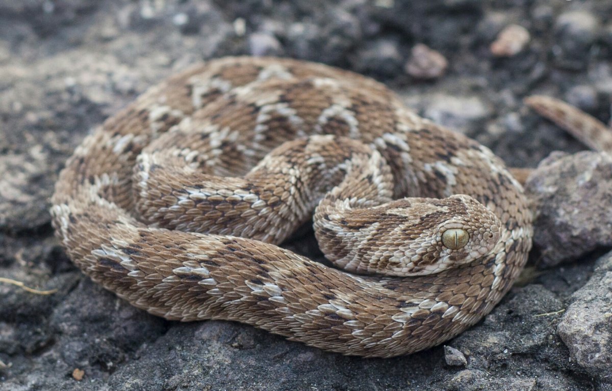 Среднеазиатская Эфа