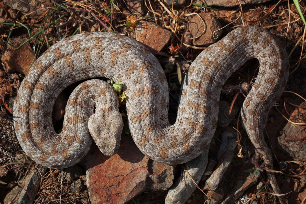 Гюрза Vipera lebetina