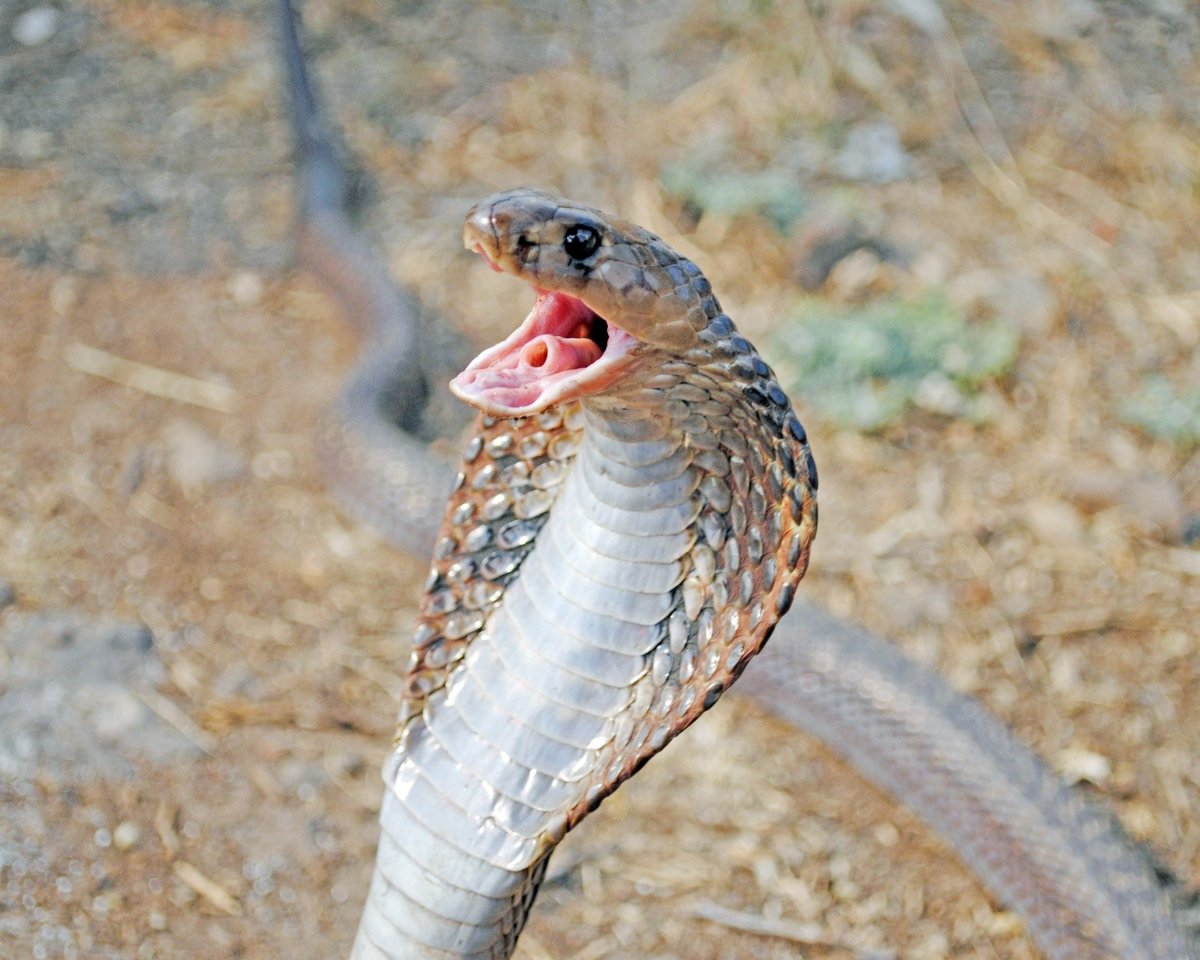 Ошейниковая Кобра