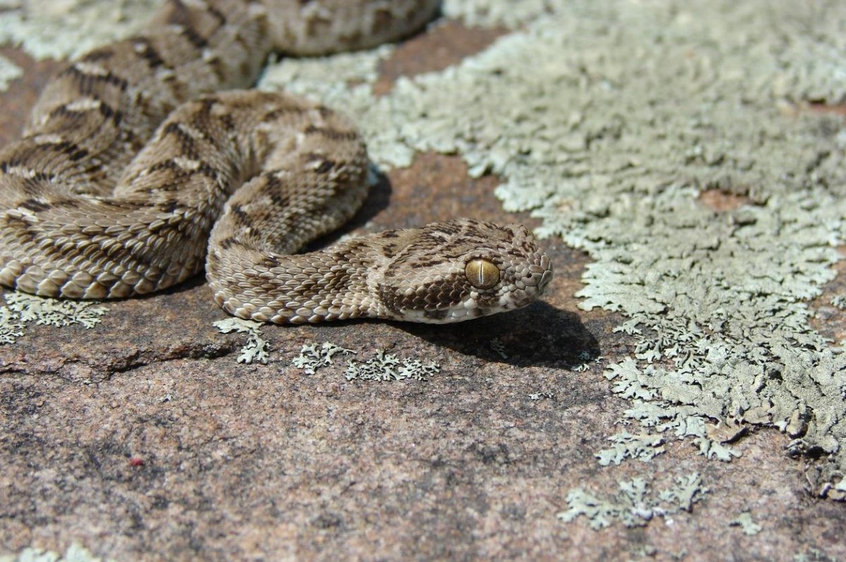 Песчаная Эфа змея