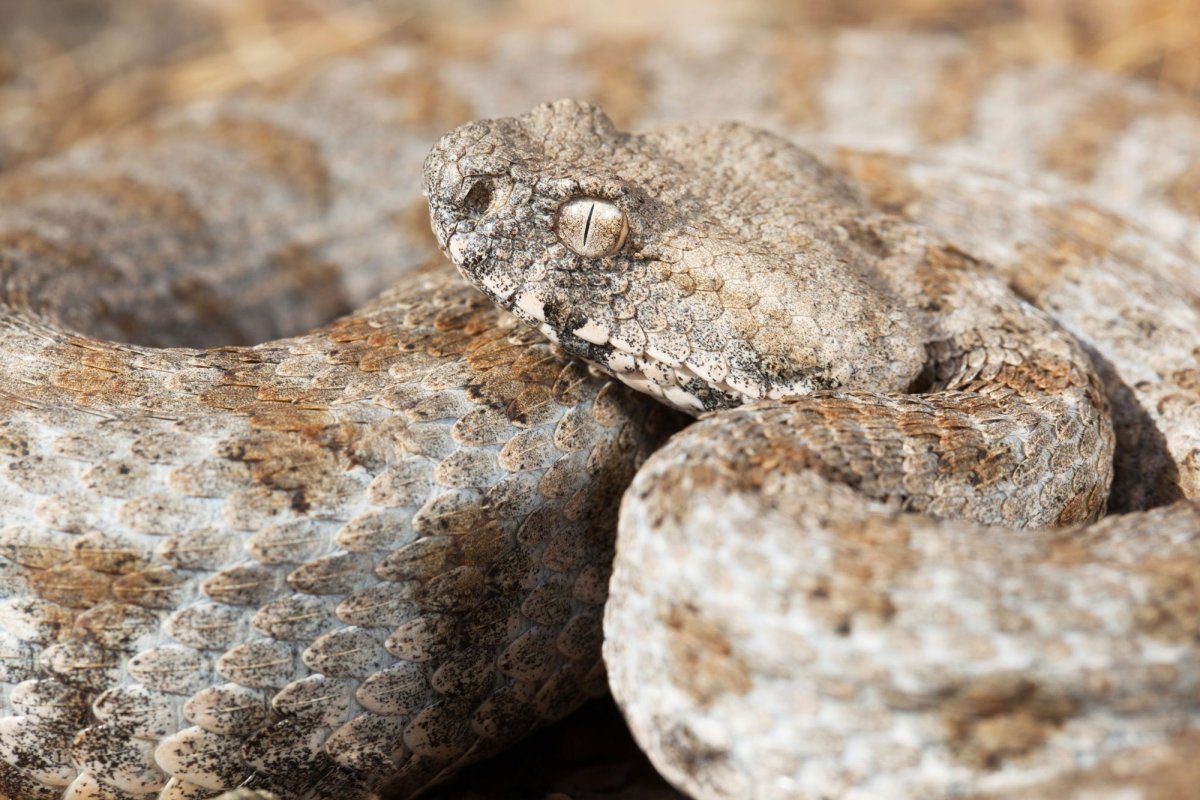 Гюрза Vipera lebetina