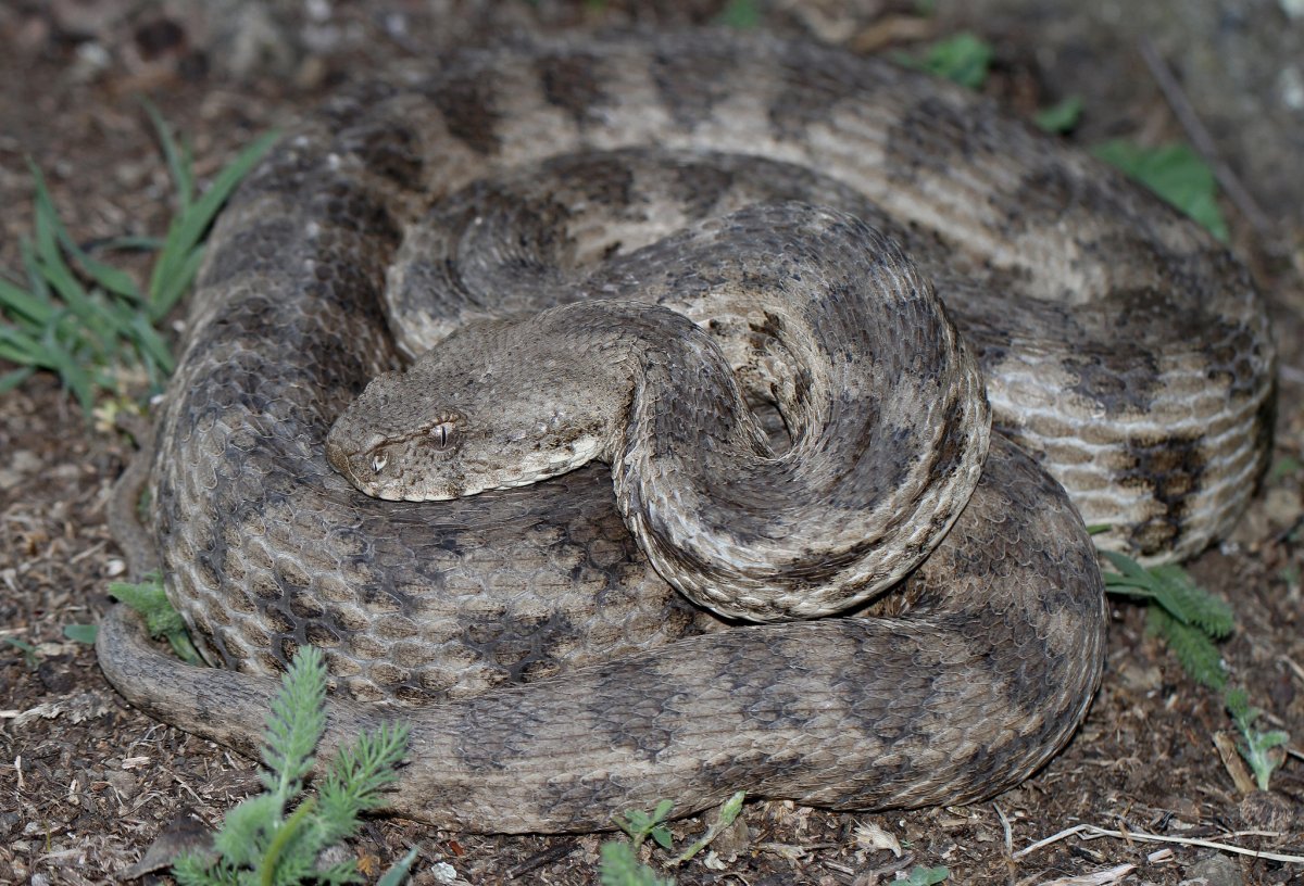 Гюрза Vipera lebetina