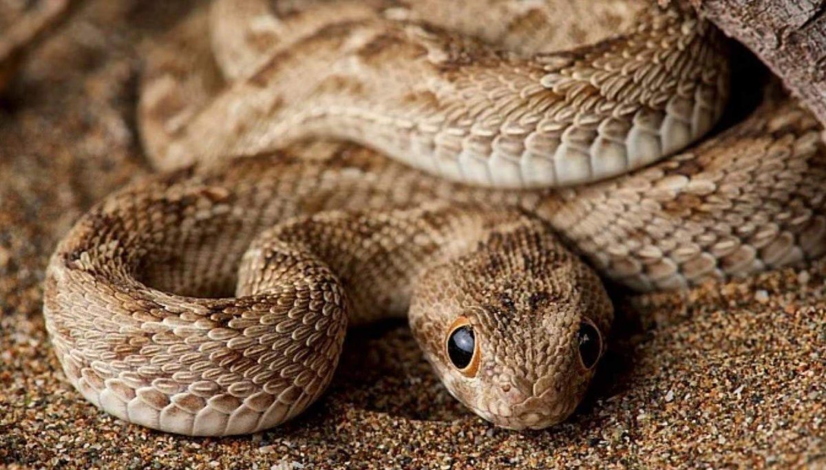 Среднеазиатская Эфа