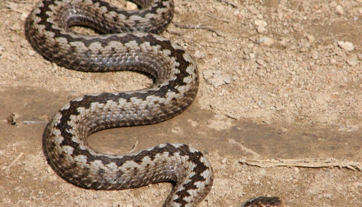 Степная гадюка Гюрза