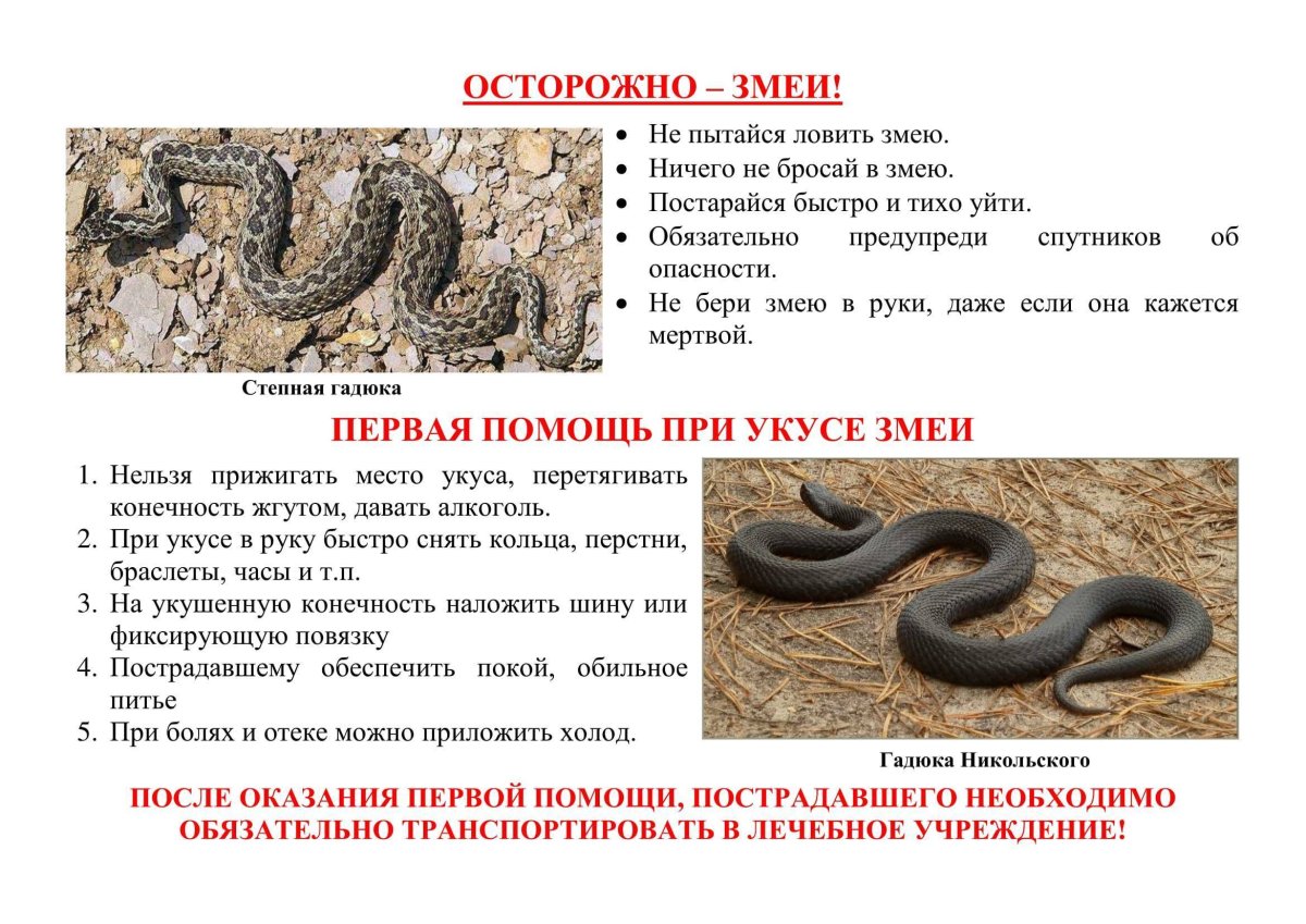 Осторожно змеи памятка для детей
