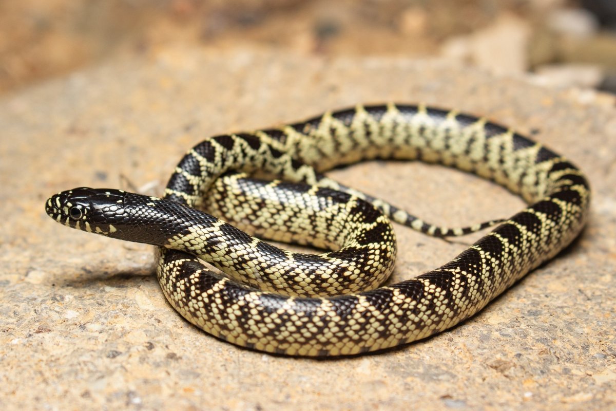 Среднеазиатская гадюка