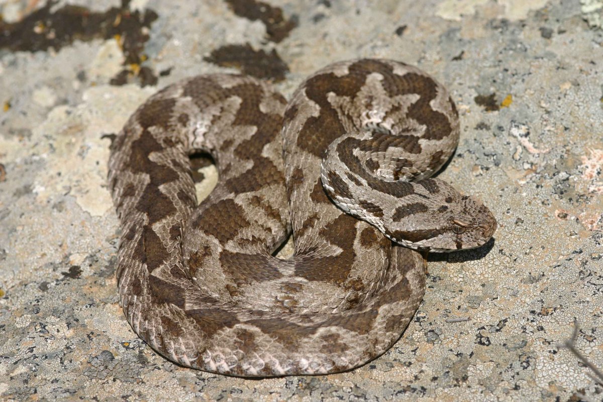 Гюрза Vipera lebetina